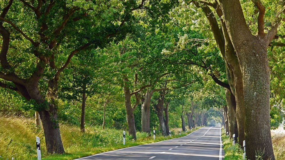 The Avenue Route (Deutsche Alleenstraße)